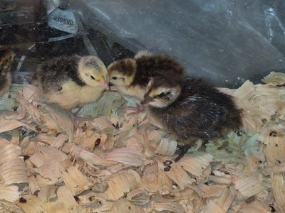 Japanese Quail Chicks - Freshly Hatched Poultry for Sale
