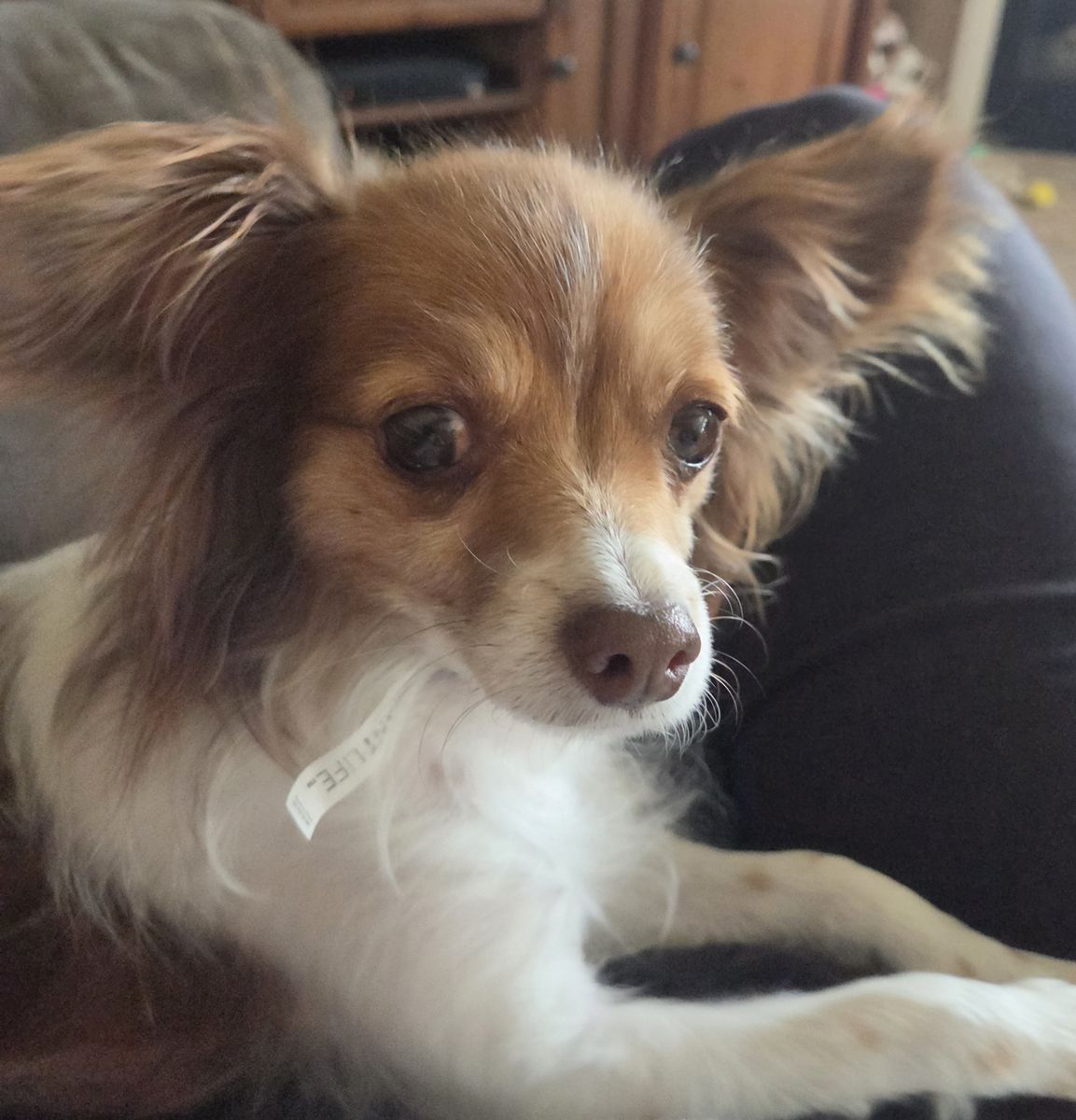 Papillon mix