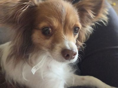 Papillon mix