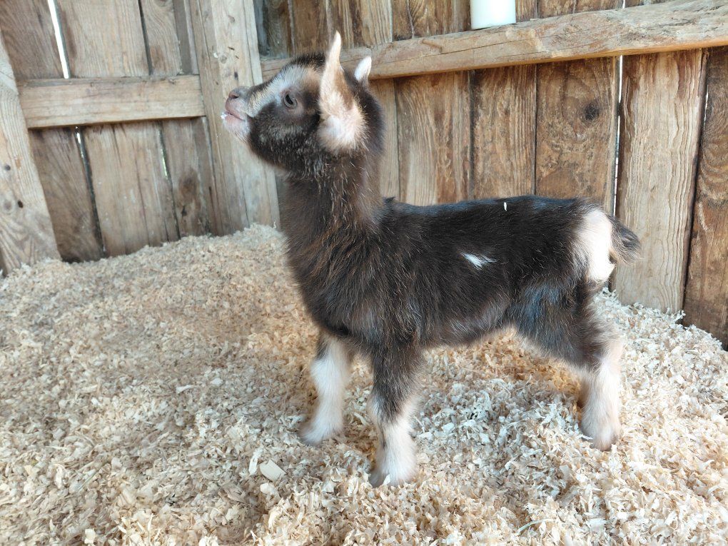 Nigerian Dwarf Bottle Bucklings