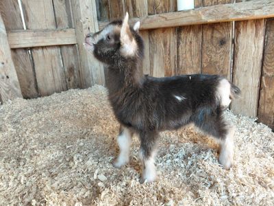 Nigerian Dwarf Bottle Bucklings