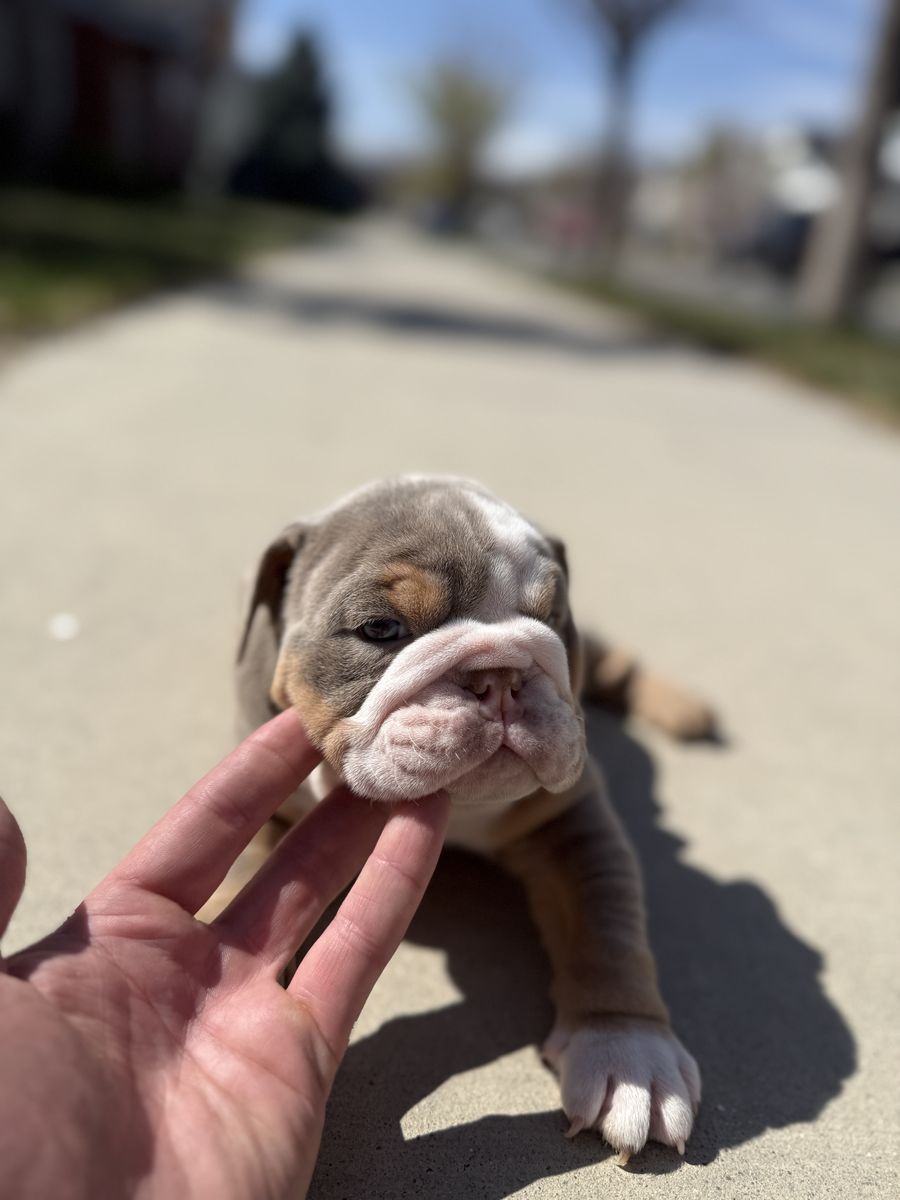 AKC English Bulldogs