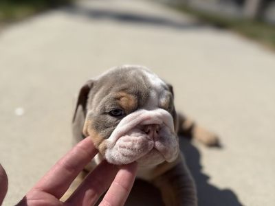 AKC English Bulldogs