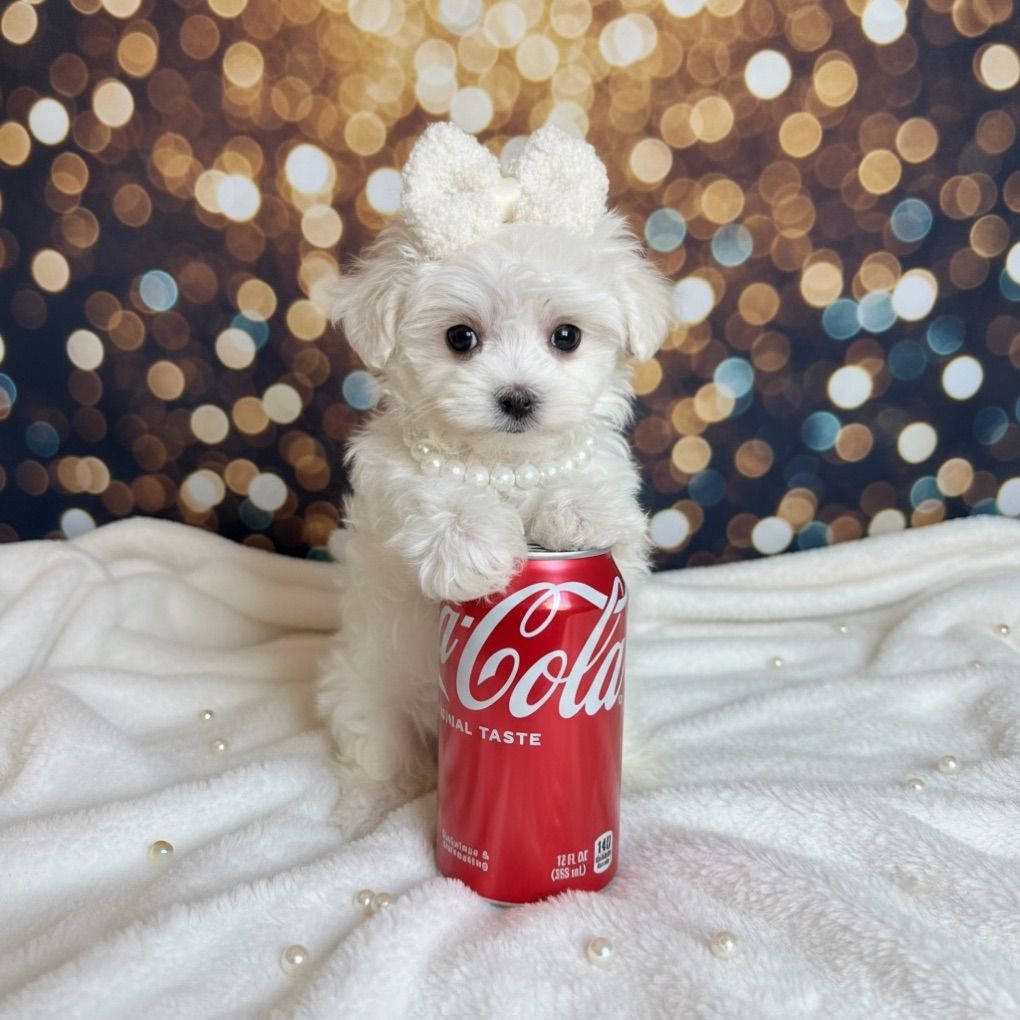 TEACUP and TOY Maltese GIRLS!!!