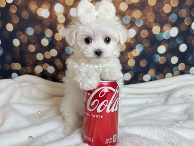 TEACUP and TOY Maltese GIRLS!!!