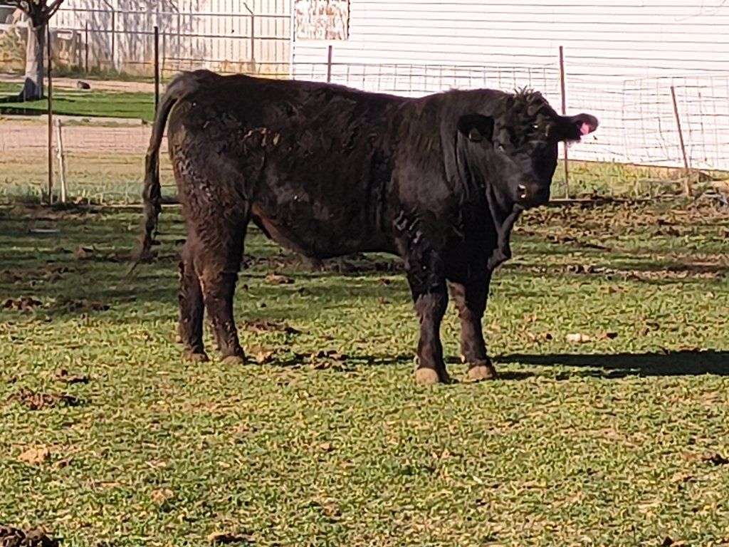 Angus bull for lease