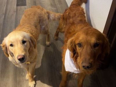 golden retriever puppies