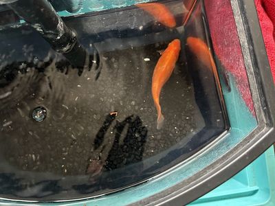 Goldfish needs a new pond! Or bigger tank!