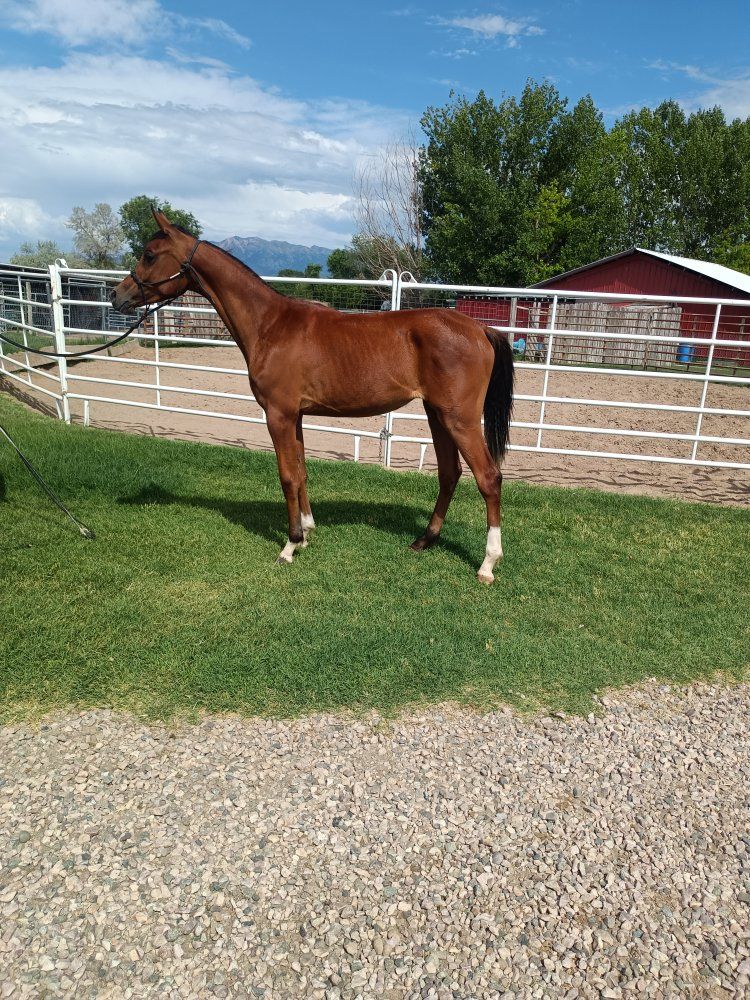Yearling filly