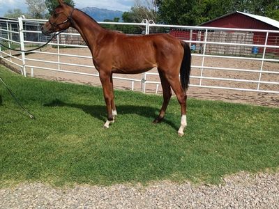 Yearling filly
