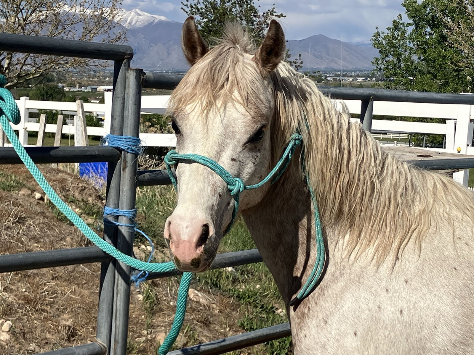 POA filly