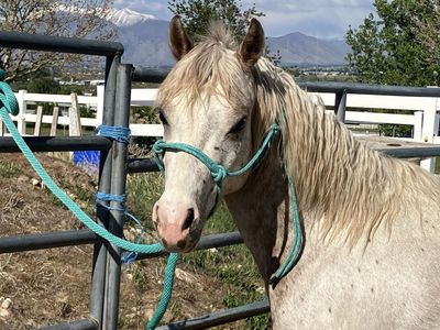 POA filly