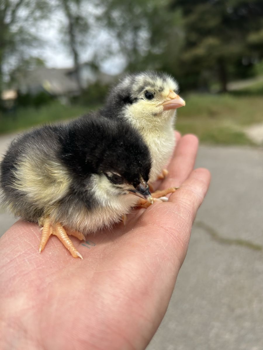 Chocolate Marans chicks