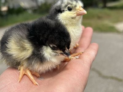 Chocolate Marans chicks