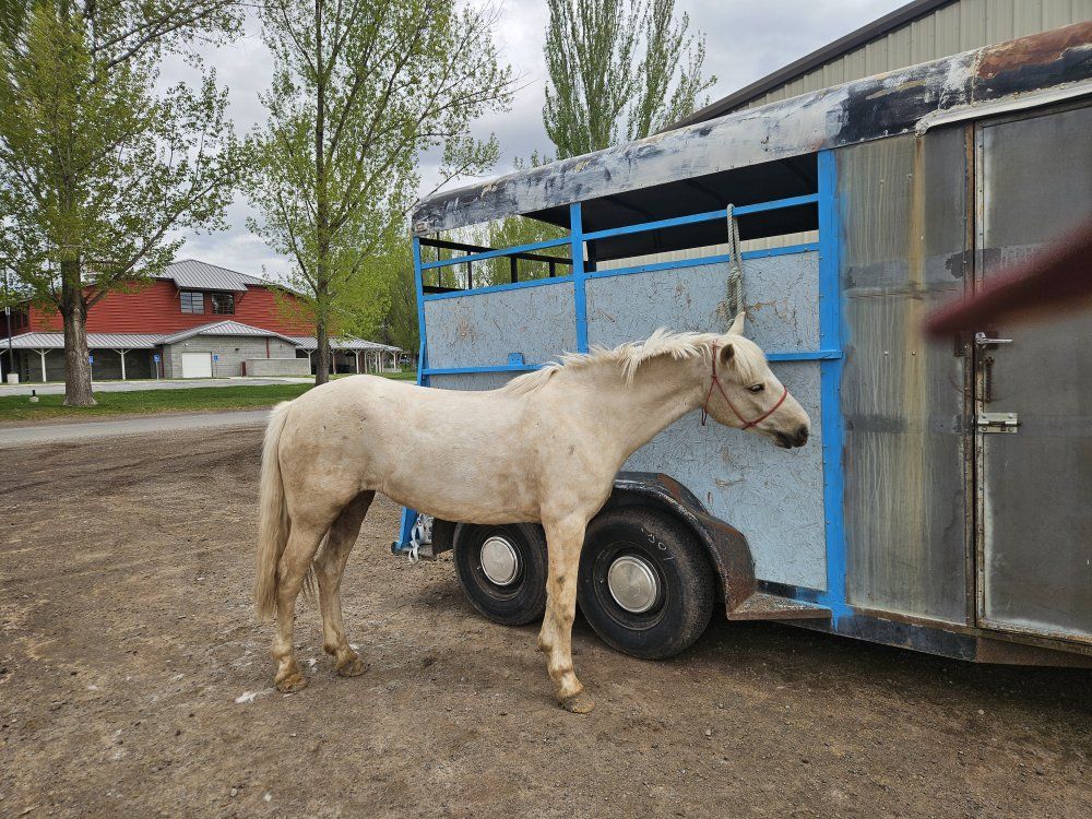 3yo pony mare, her loss is your gain