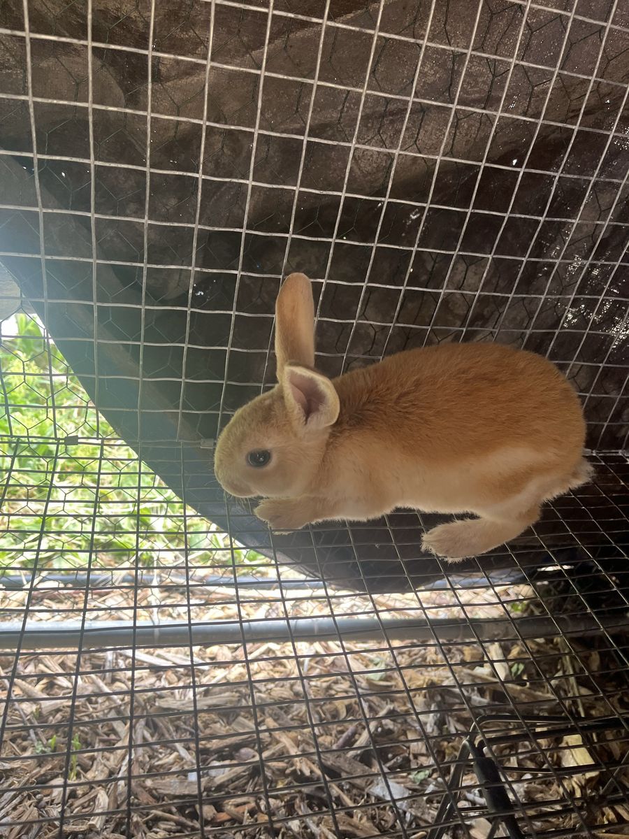 8 week old New Zealand bunny buck