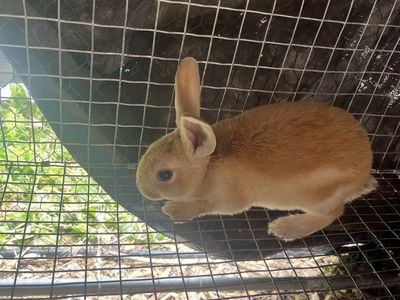 8 week old New Zealand bunny buck