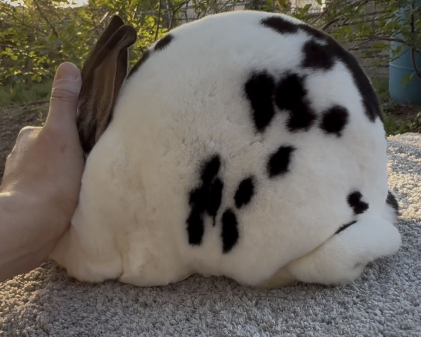 Pedigreed Mini Rex Doe