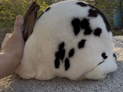 Pedigreed Mini Rex Doe