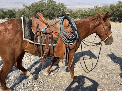 Horse for sale