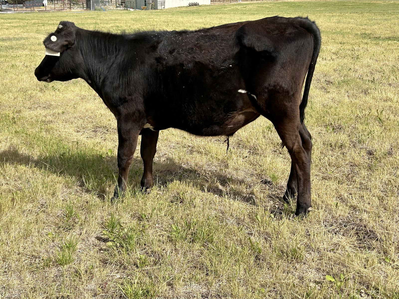 Holstein steer (1)