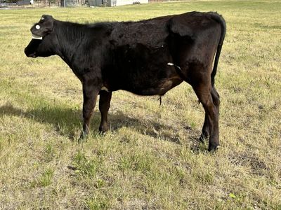 Holstein steer (1)