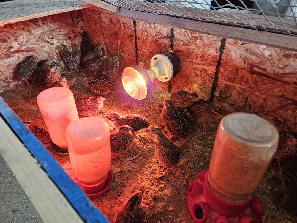 Jumbo Coturnix Quail