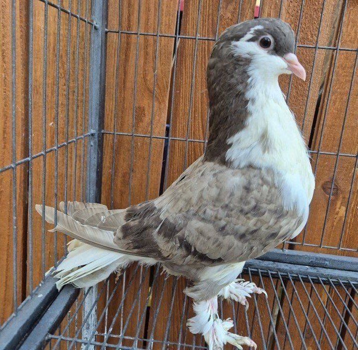 Brown Bar Lahore Pigeon