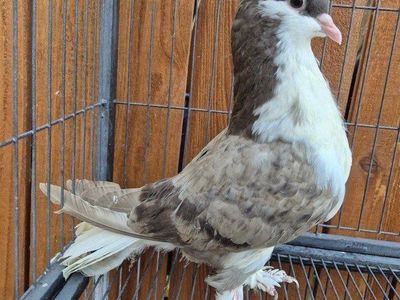 Brown Bar Lahore Pigeon
