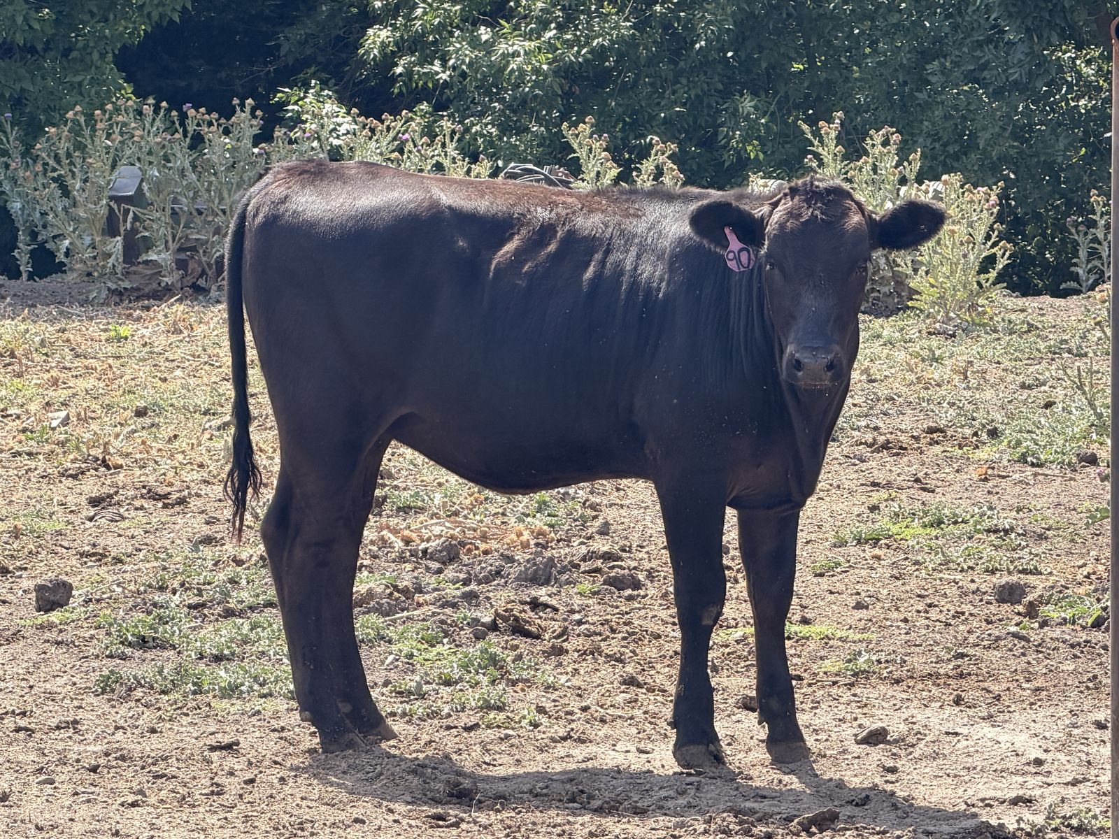 625# Wagyu Heifer