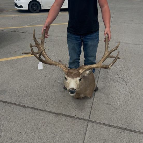 Looking for big mule deer mounts or trophy antlers