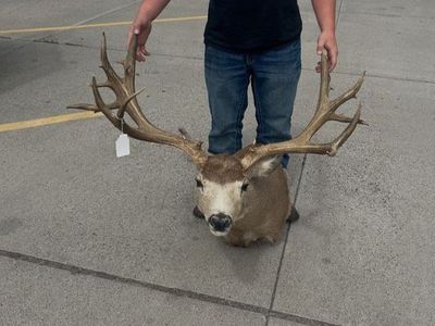 Looking for big mule deer mounts or trophy antlers