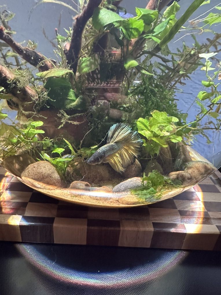 Betta Fish