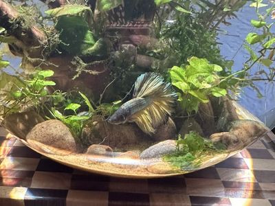Betta Fish