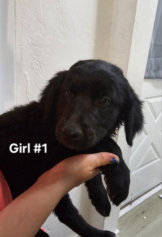 Golden Retriever/ Blue Heeler Puppies