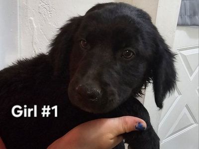 Golden Retriever/ Blue Heeler Puppies