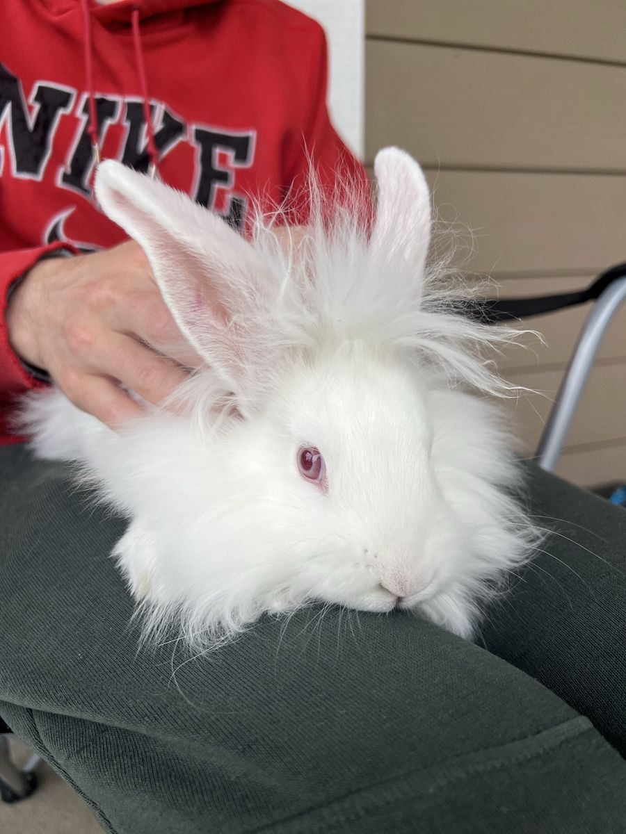 Male Albino Lionhead
