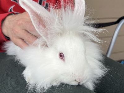 Male Albino Lionhead