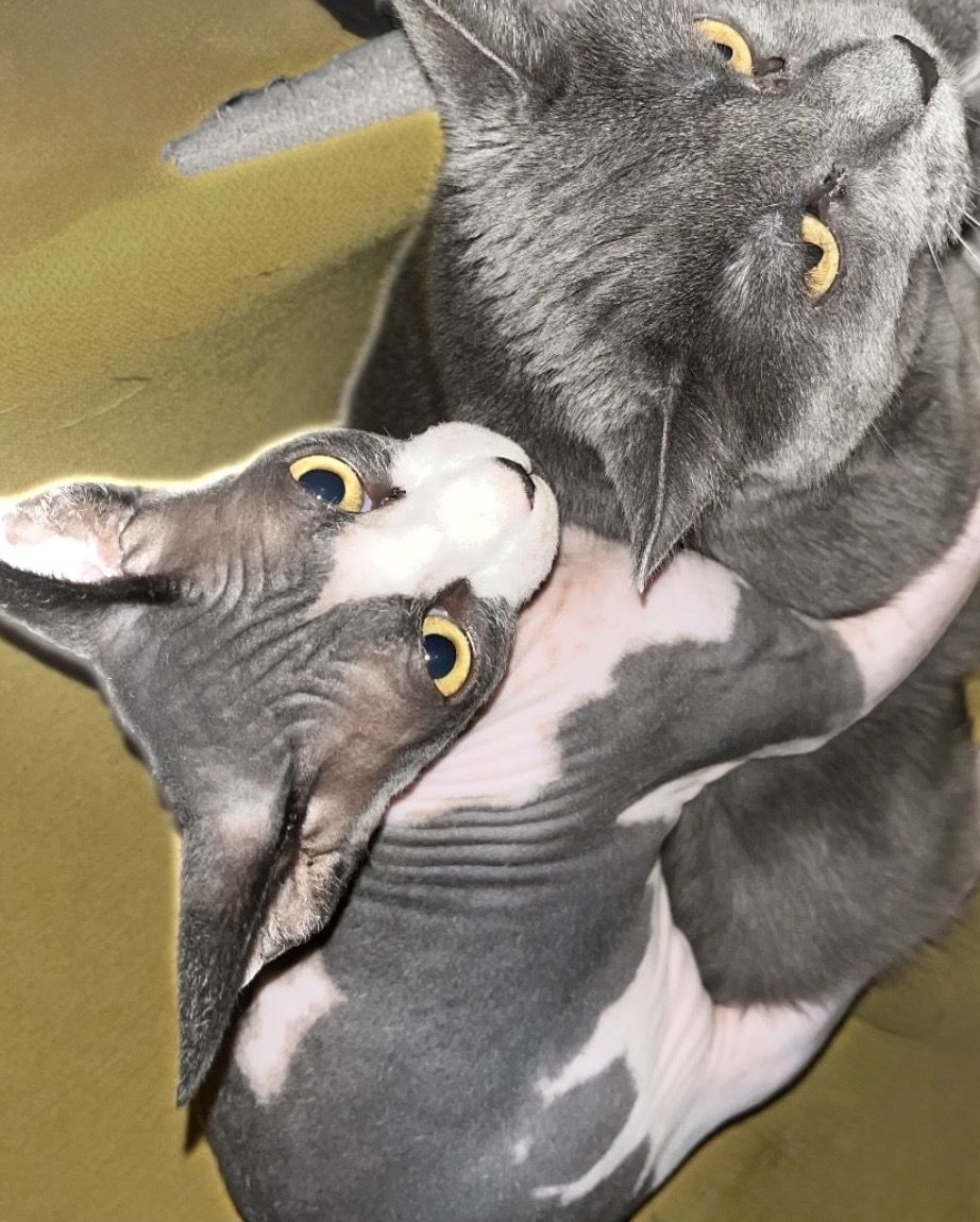 BONDED SISTERS