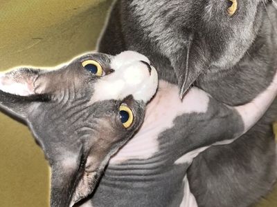 BONDED SISTERS