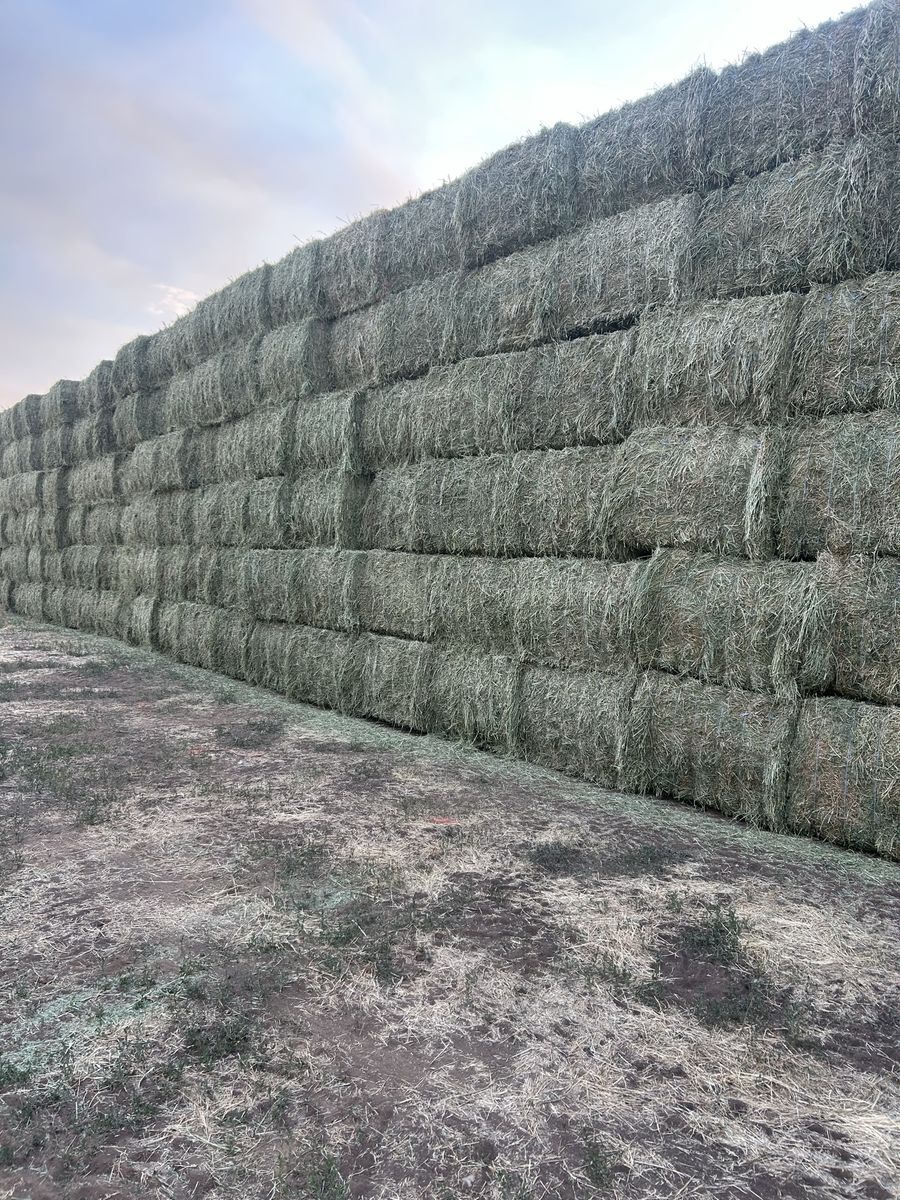 Premium Alfalfa Hay Bales - 3x4x8