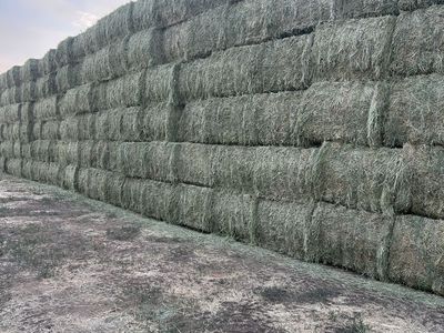 Premium Alfalfa Hay Bales - 3x4x8