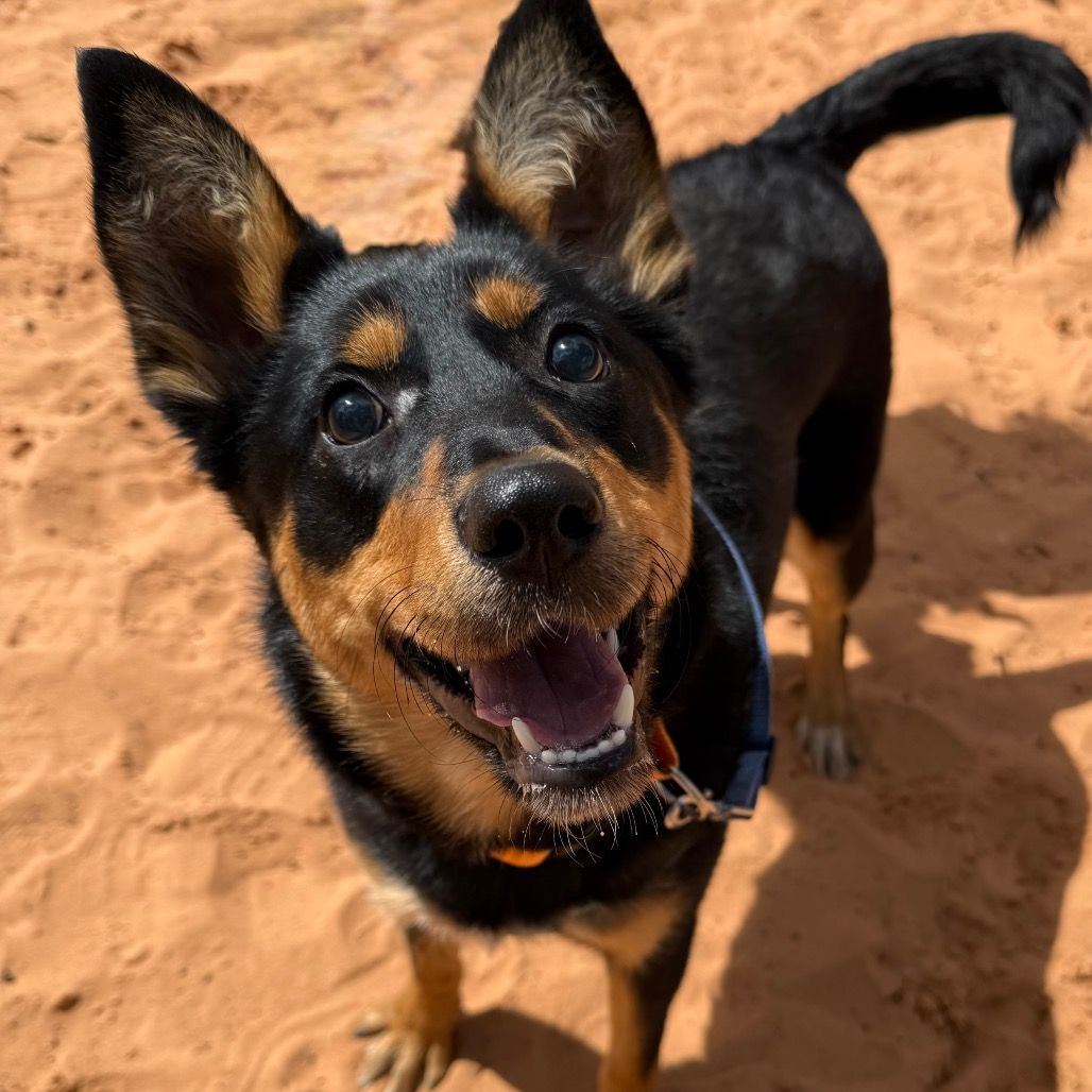 Hello my name is Dixie