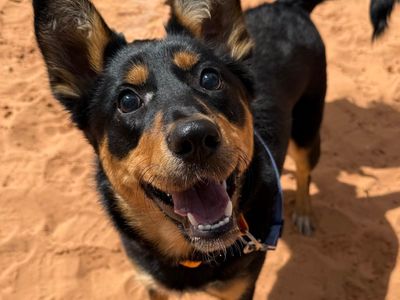 Hello my name is Dixie