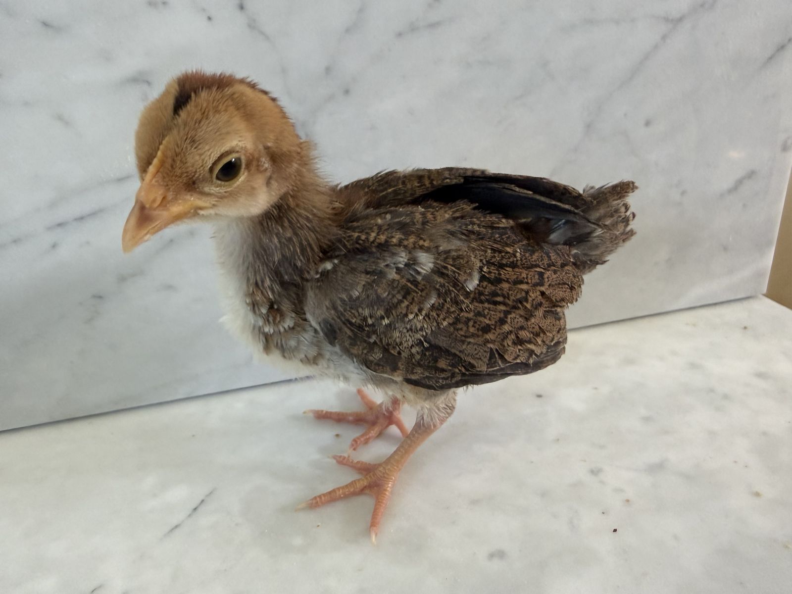 Bantam silkies, Ameraucanas Mille Fleur chicks