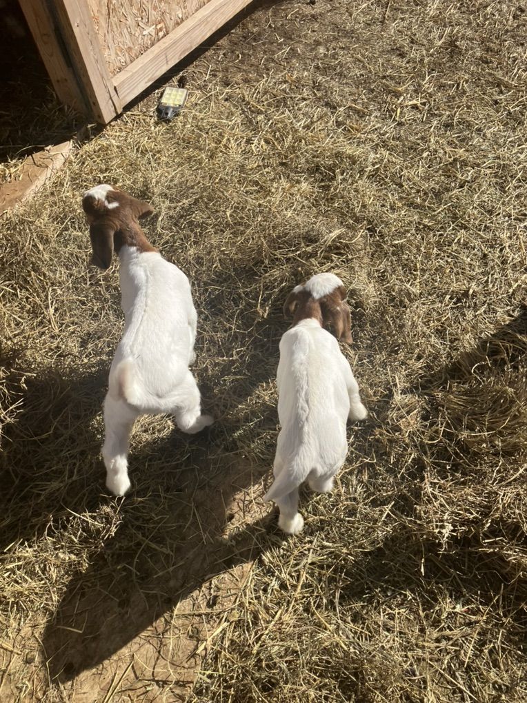 Boer 4h Goats