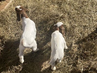 Boer 4h Goats