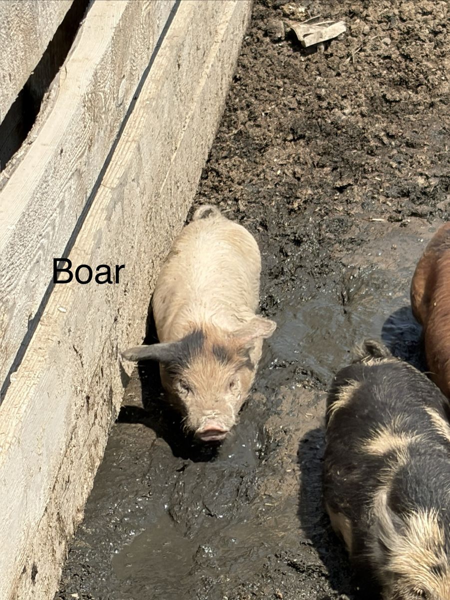 Unrelated breeding pairs of kunekune piglets 