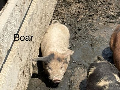 Unrelated breeding pairs of kunekune piglets