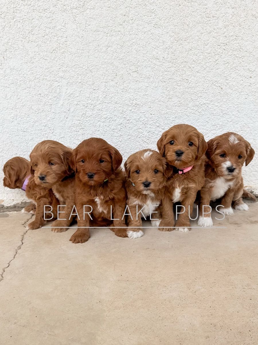 Micro Goldendoodle Ready First of August
